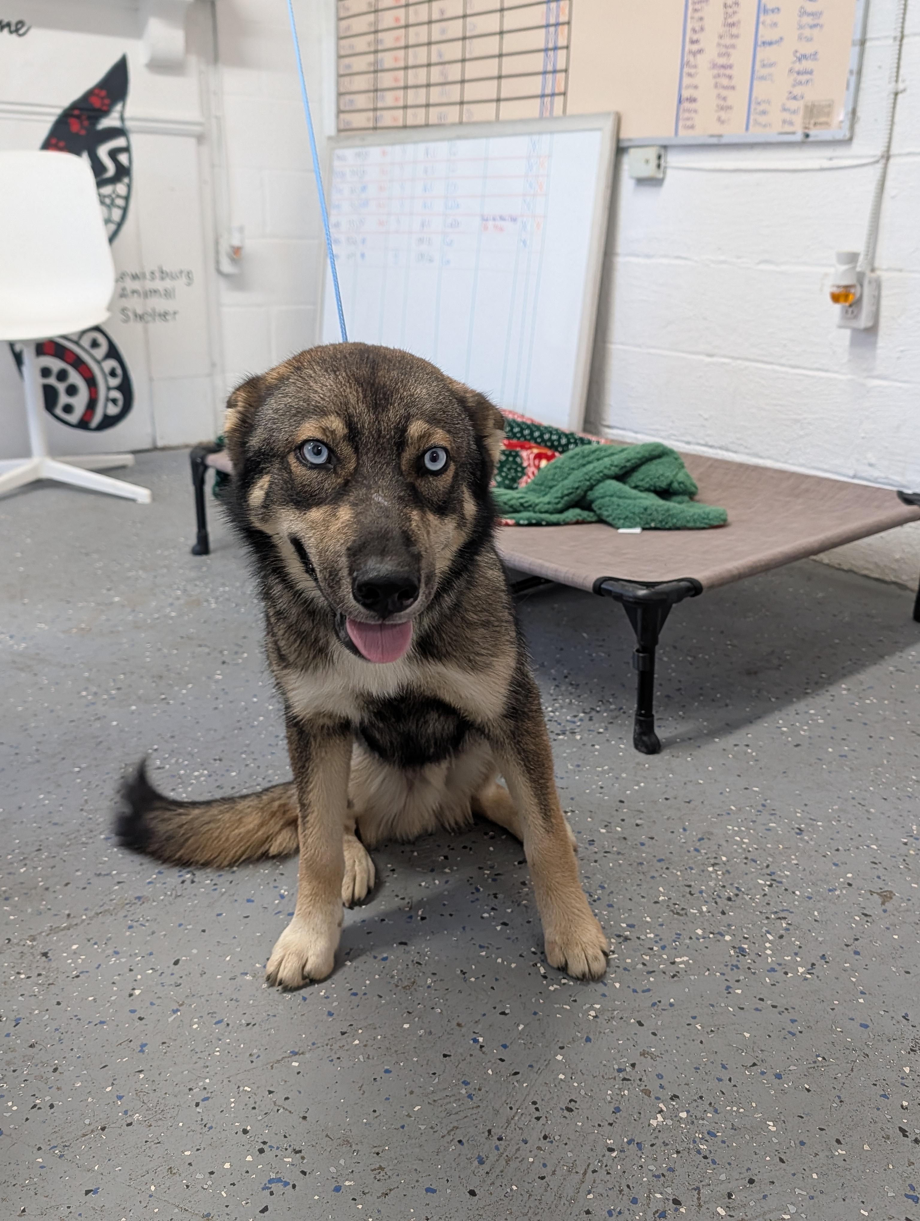 Dash, adopted, Young Male German Shepherd Dog & Husky.