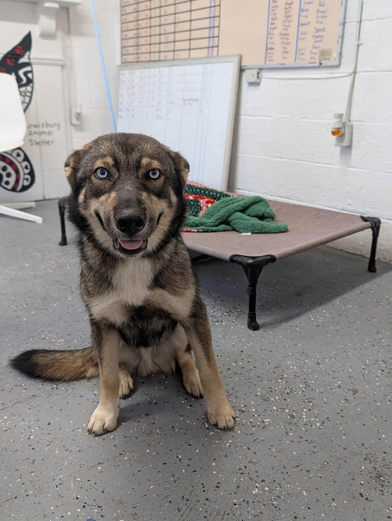Dash, an adopted mixed breed in Lewisburg, TN image 2/2