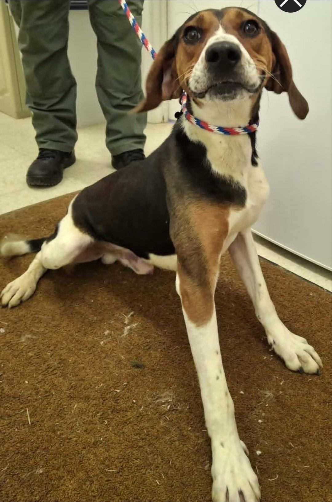 Buzz Lightyear, Adoptable, Young Male Treeing Walker Coonhound.