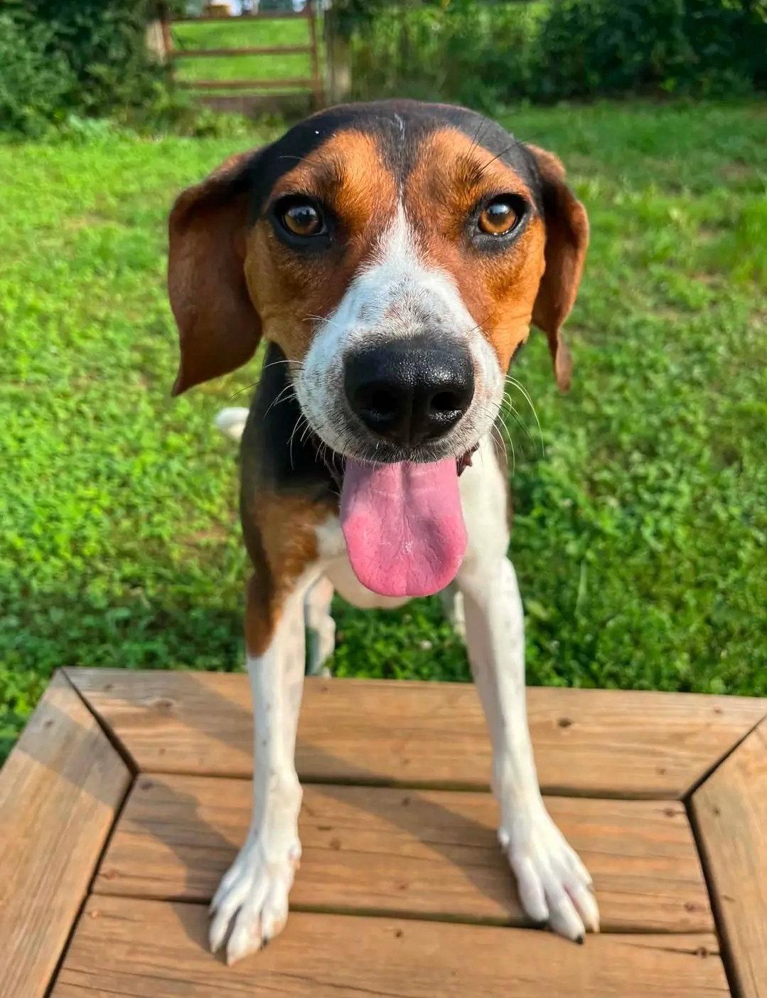 Enlarge Buzz Lightyear, a Adoptable Treeing Walker Coonhound in Westminster, MD image 2/3
