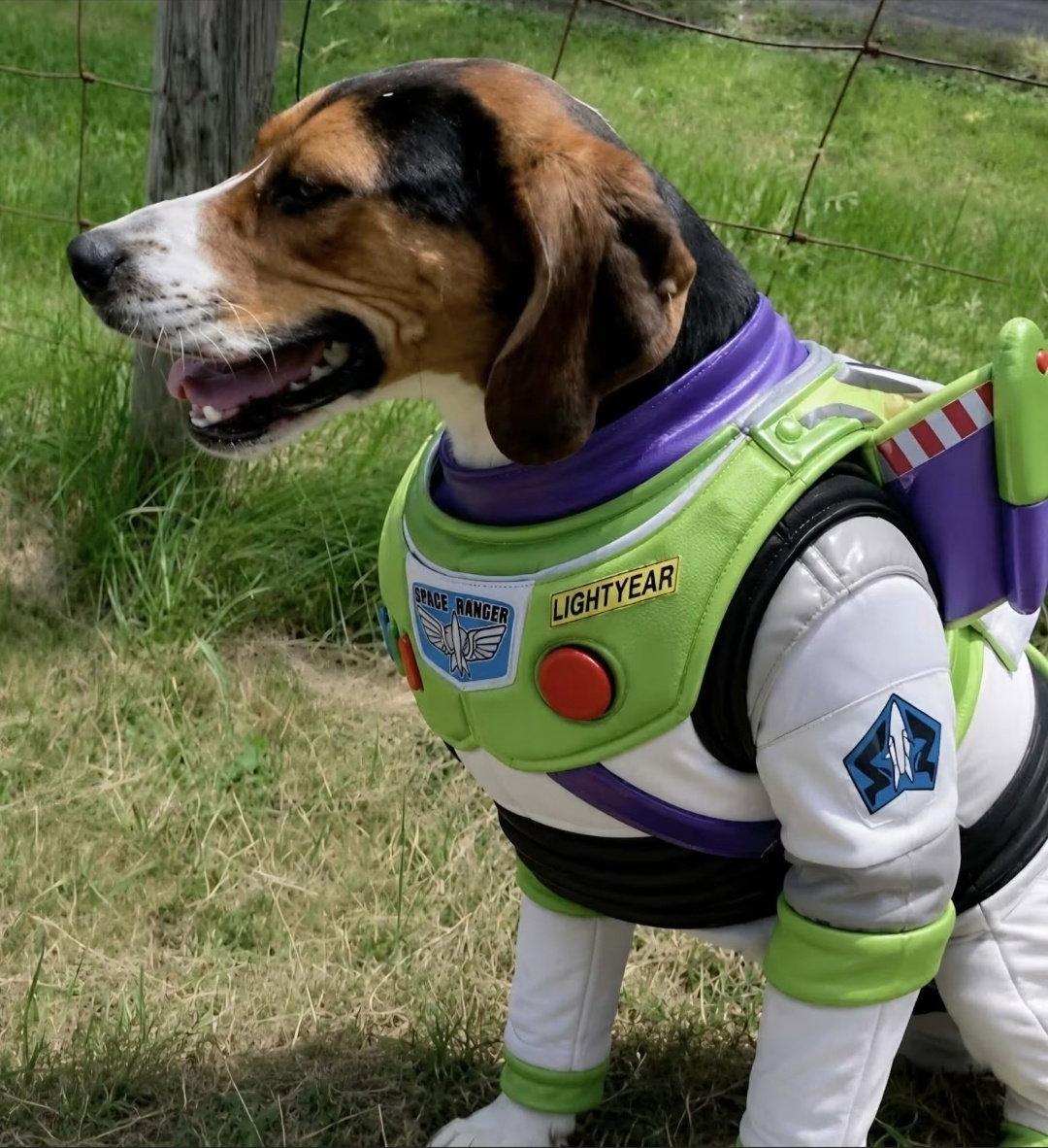 Enlarge Buzz Lightyear, a Adoptable Treeing Walker Coonhound in Westminster, MD image 3/3