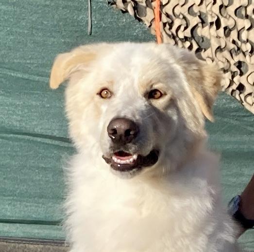 Geronimo, adoptable, Adult Male Great Pyrenees & Retriever.