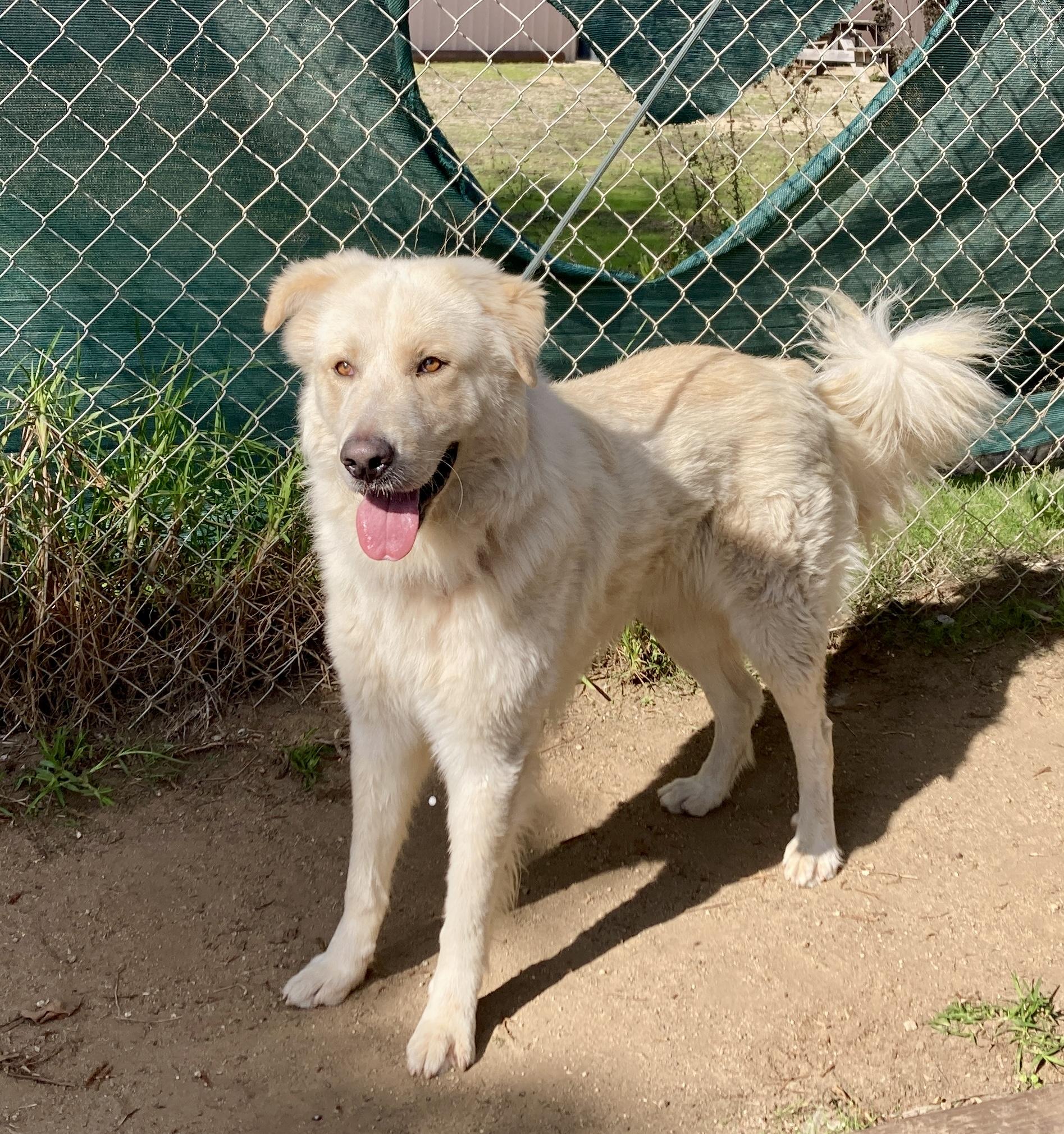 Geronimo, adoptable, Adult Male Great Pyrenees.