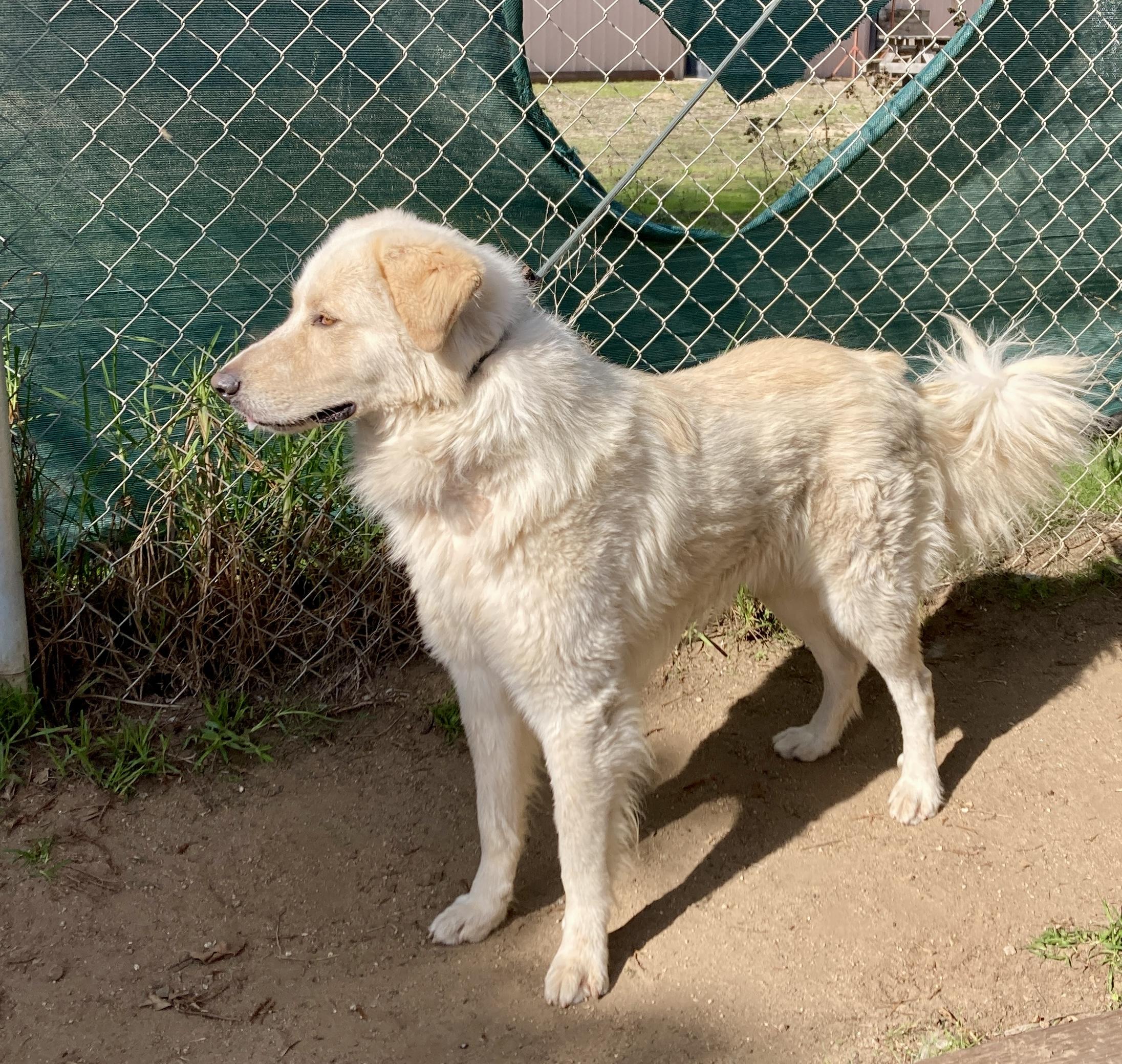 Enlarge Geronimo, an adoptable mixed breed in Camp Pendleton, CA image 2/6