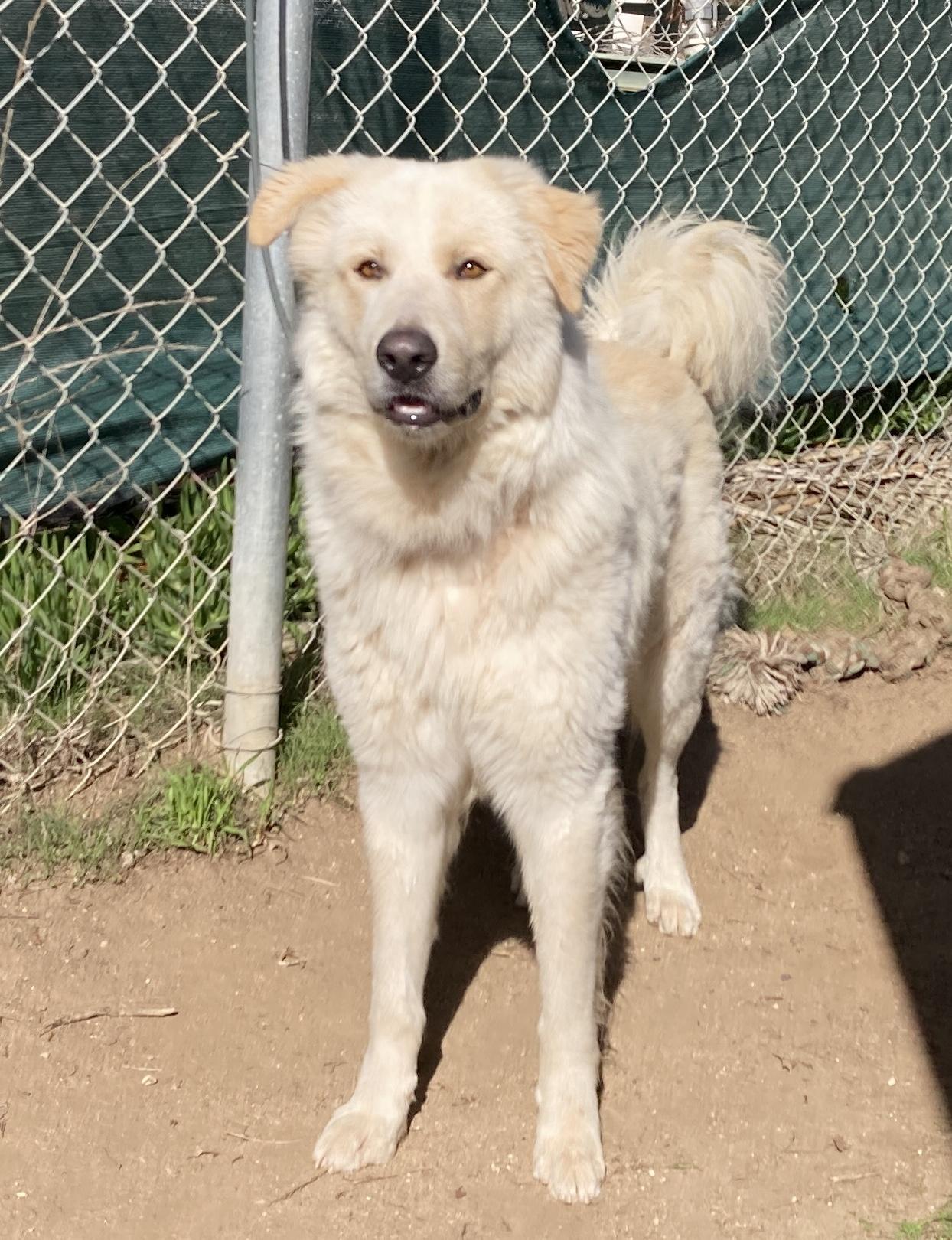 Enlarge Geronimo, an adoptable mixed breed in Camp Pendleton, CA image 3/6