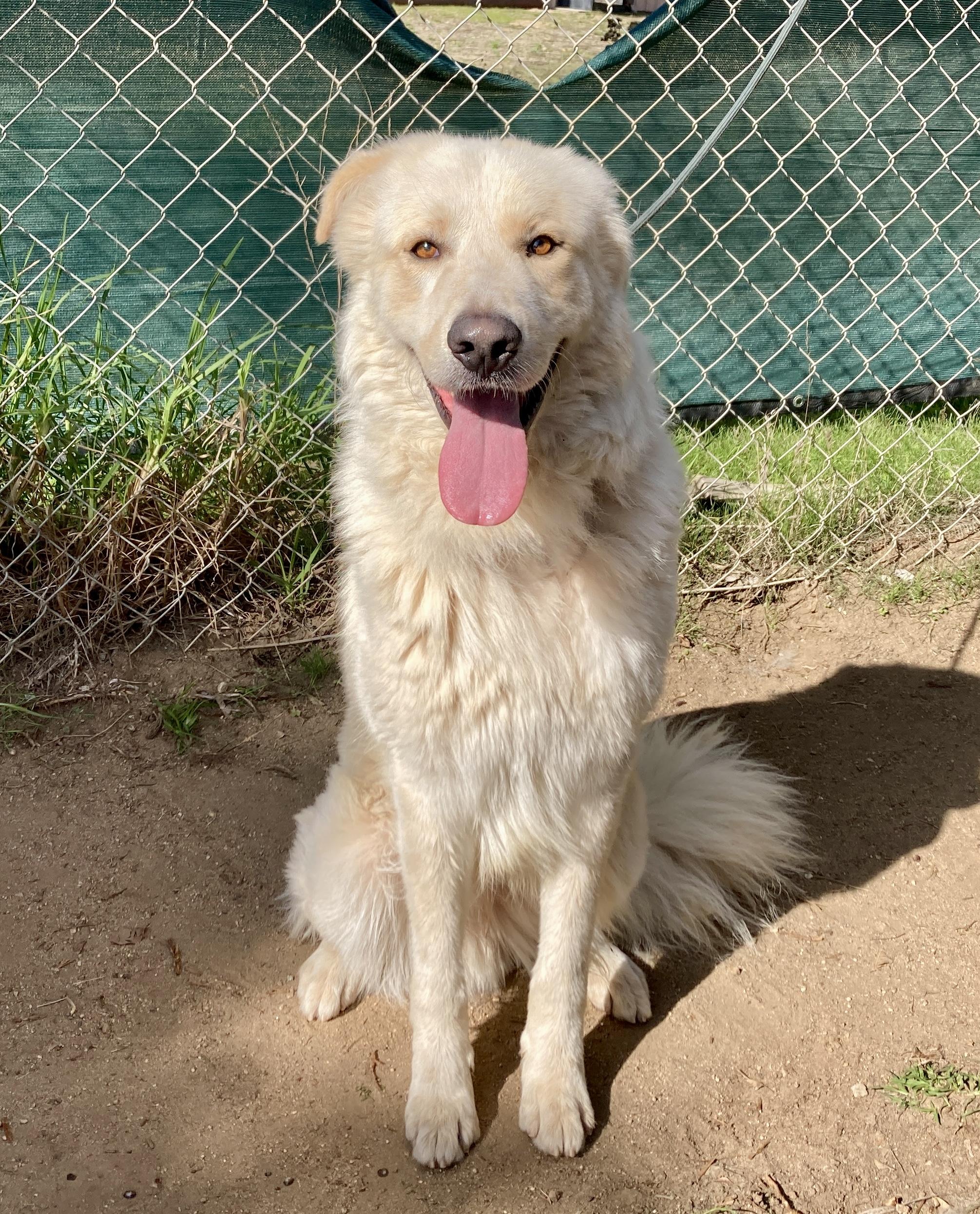 Enlarge Geronimo, an adoptable mixed breed in Camp Pendleton, CA image 2/6