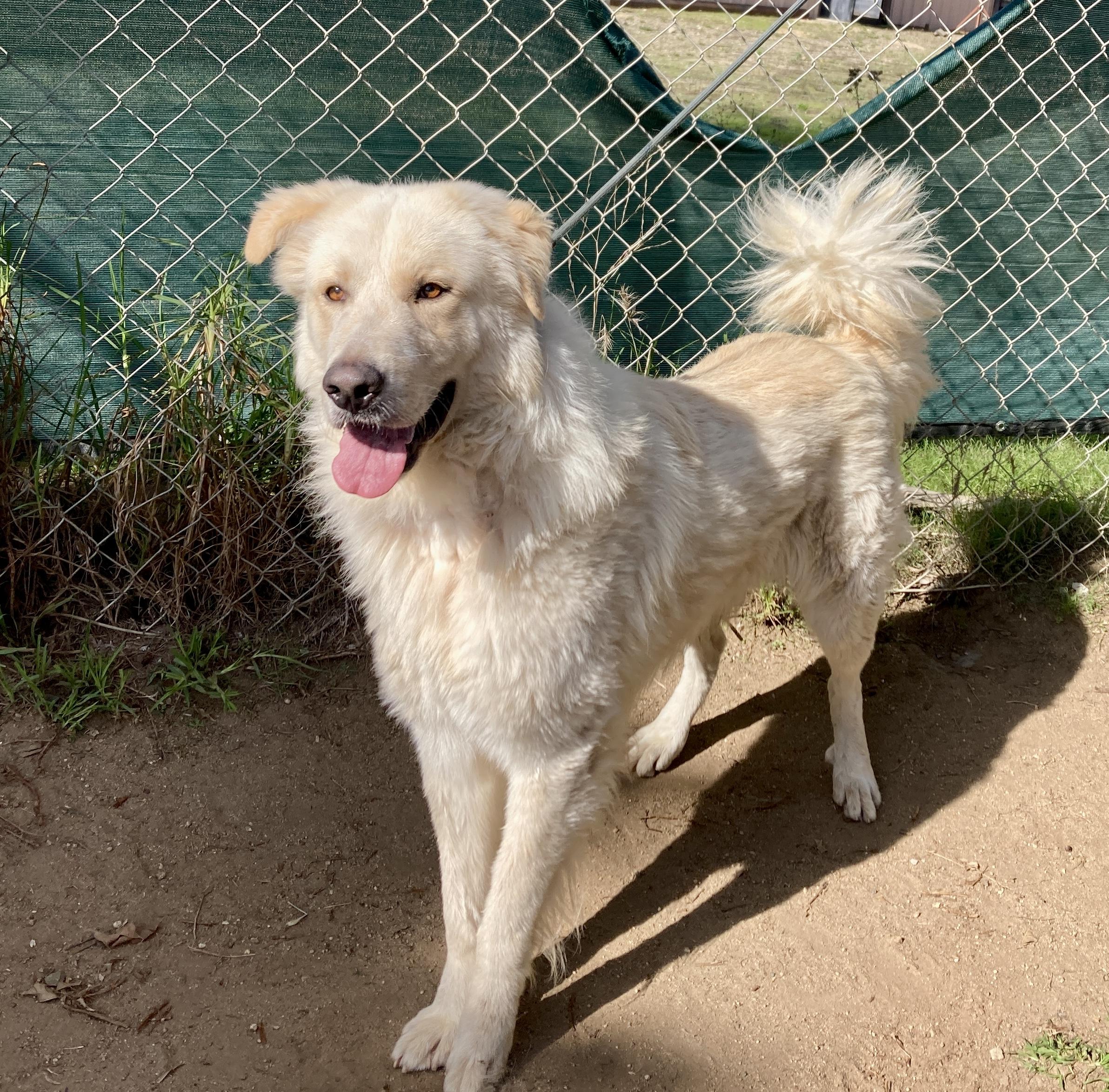 Enlarge Geronimo, an adoptable mixed breed in Camp Pendleton, CA image 5/6