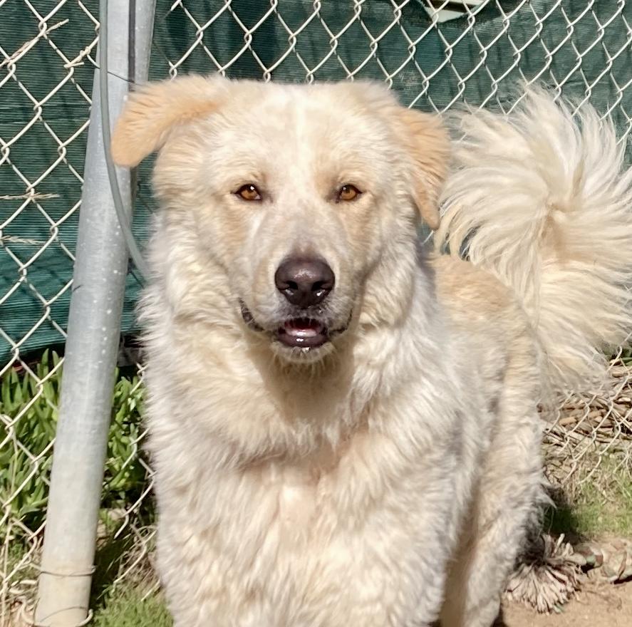 Enlarge Geronimo, an adoptable mixed breed in Camp Pendleton, CA image 6/6