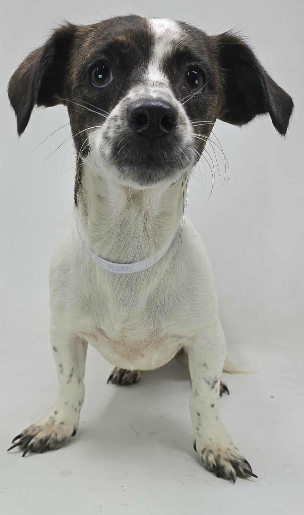 Butter Pecan thumbnail 4