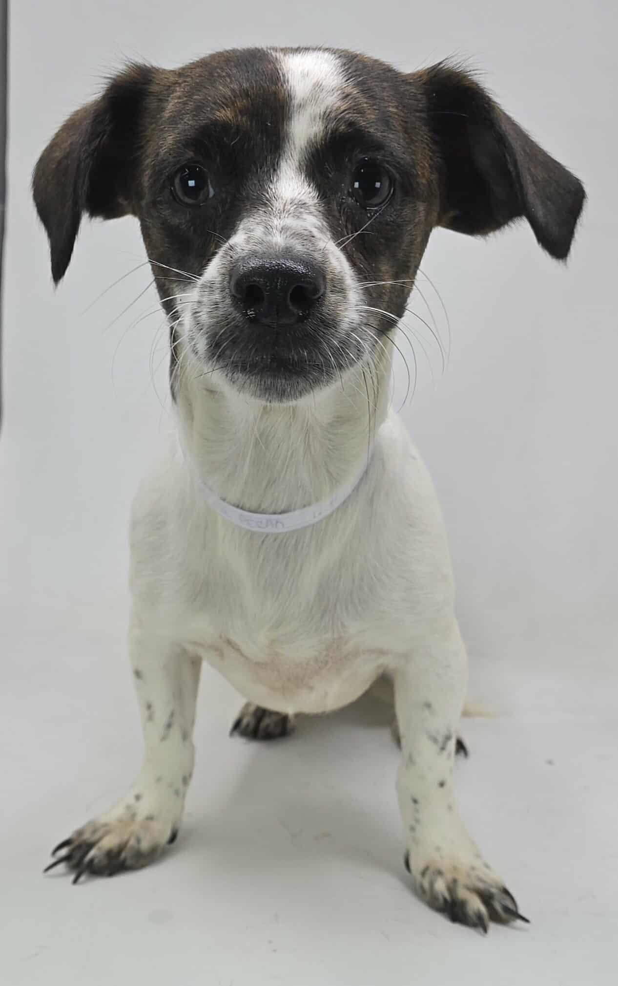 Butter Pecan thumbnail 2