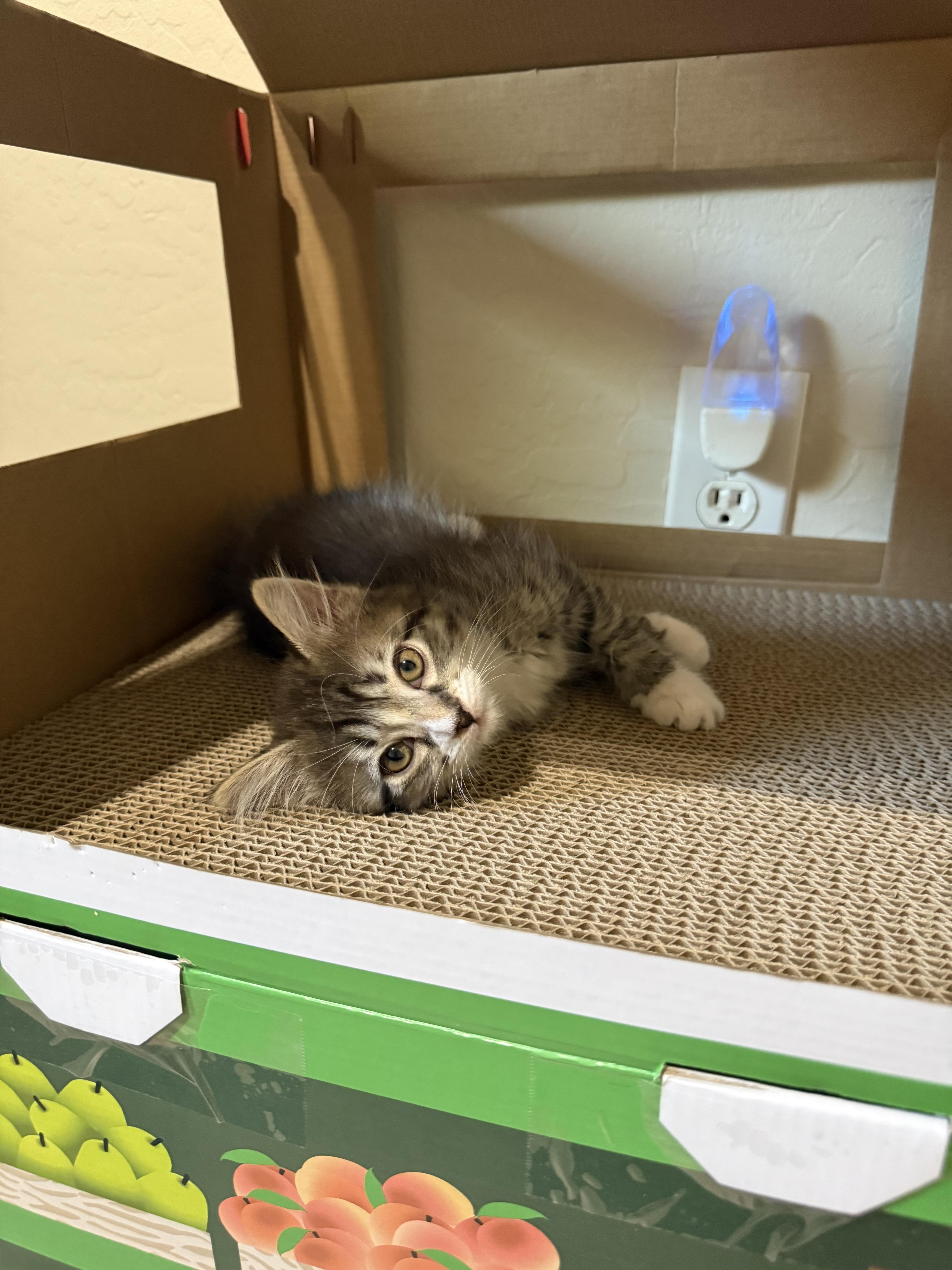 Fusilli aka LiLi, a ADOPTABLE Domestic Short Hair in Queen Creek, AZ image 5/5