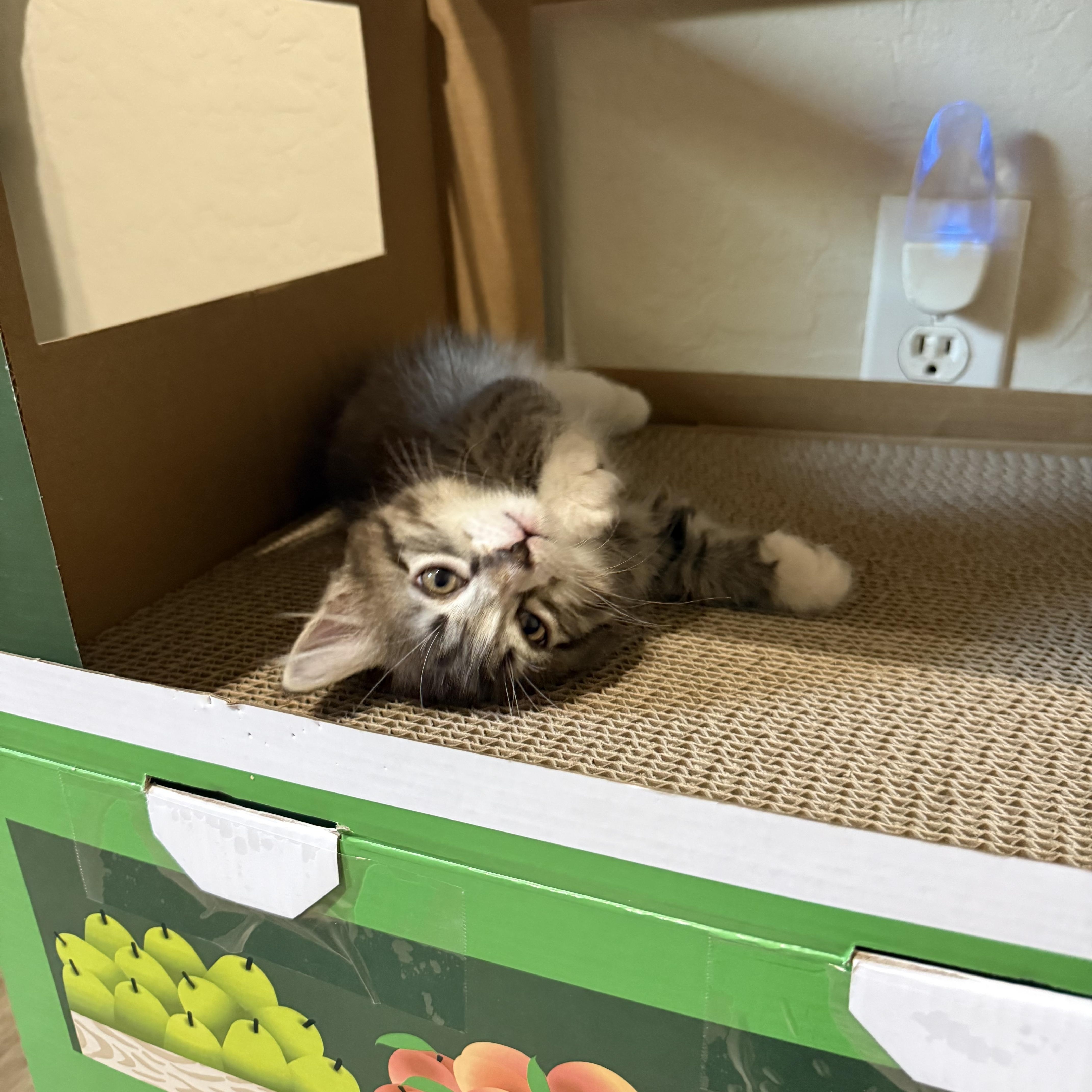 Fusilli aka LiLi, a ADOPTABLE Domestic Short Hair in Queen Creek, AZ image 4/5