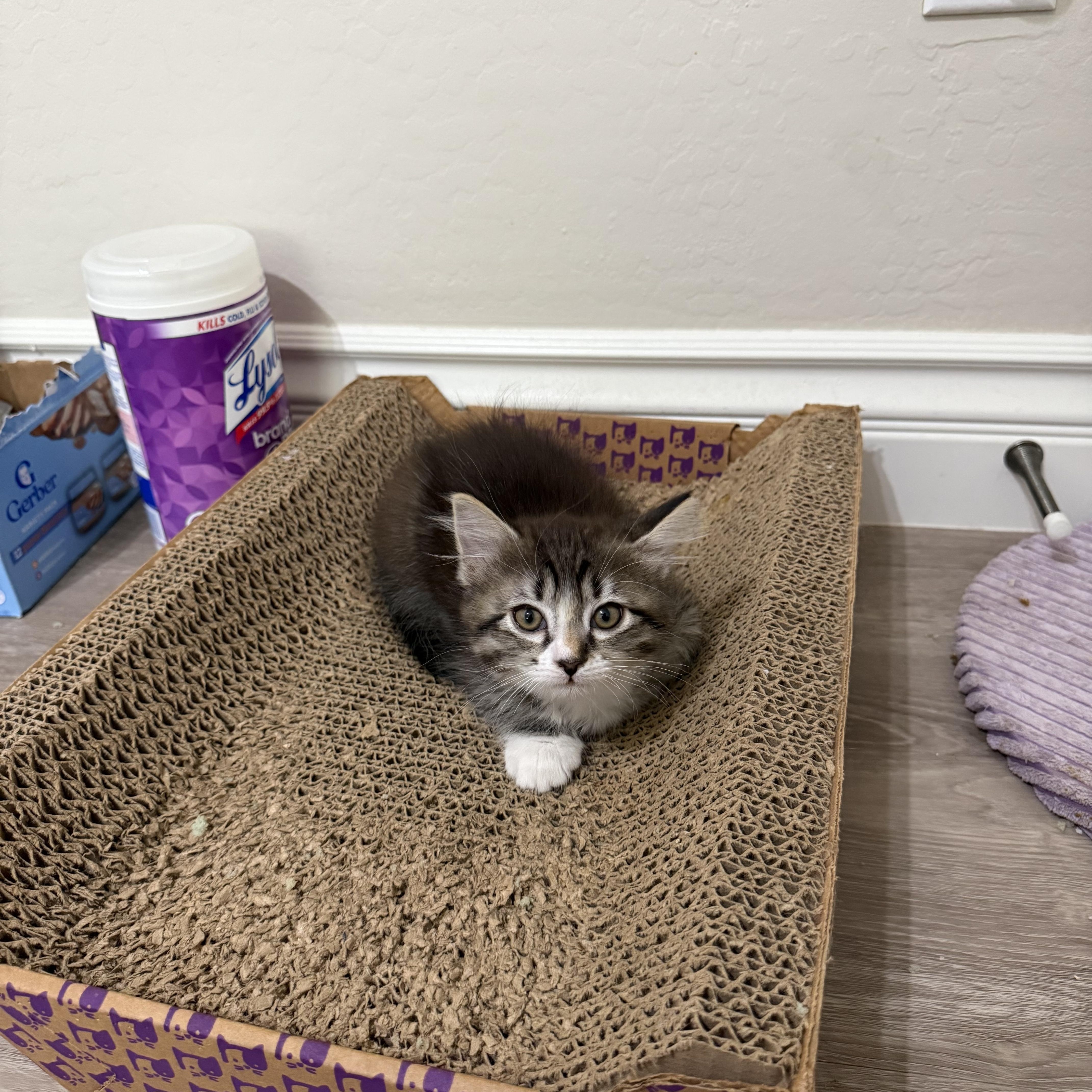 Fusilli aka LiLi, a ADOPTABLE Domestic Short Hair in Queen Creek, AZ image 3/5