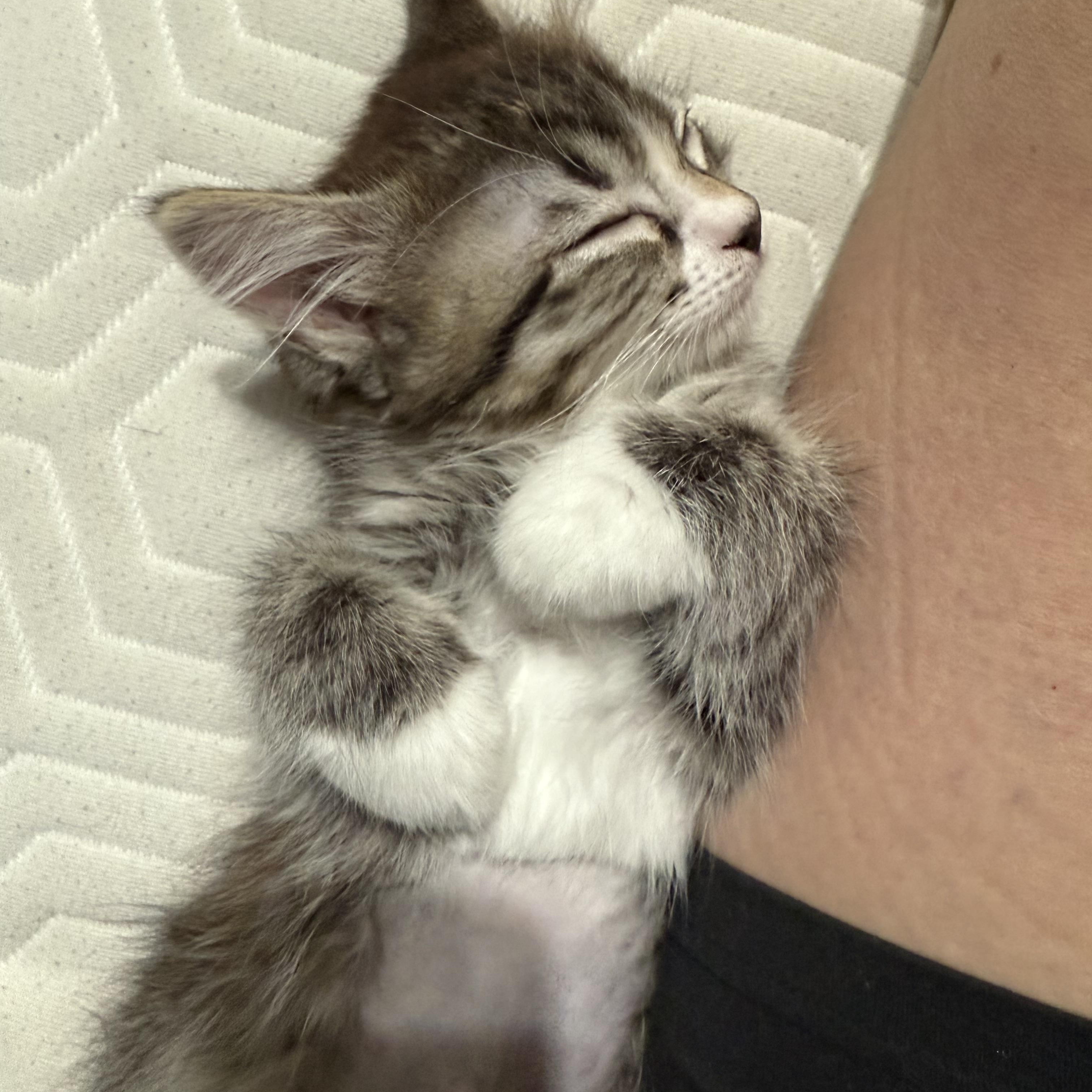 Fusilli aka LiLi, ADOPTABLE, Kitten Female Domestic Short Hair.