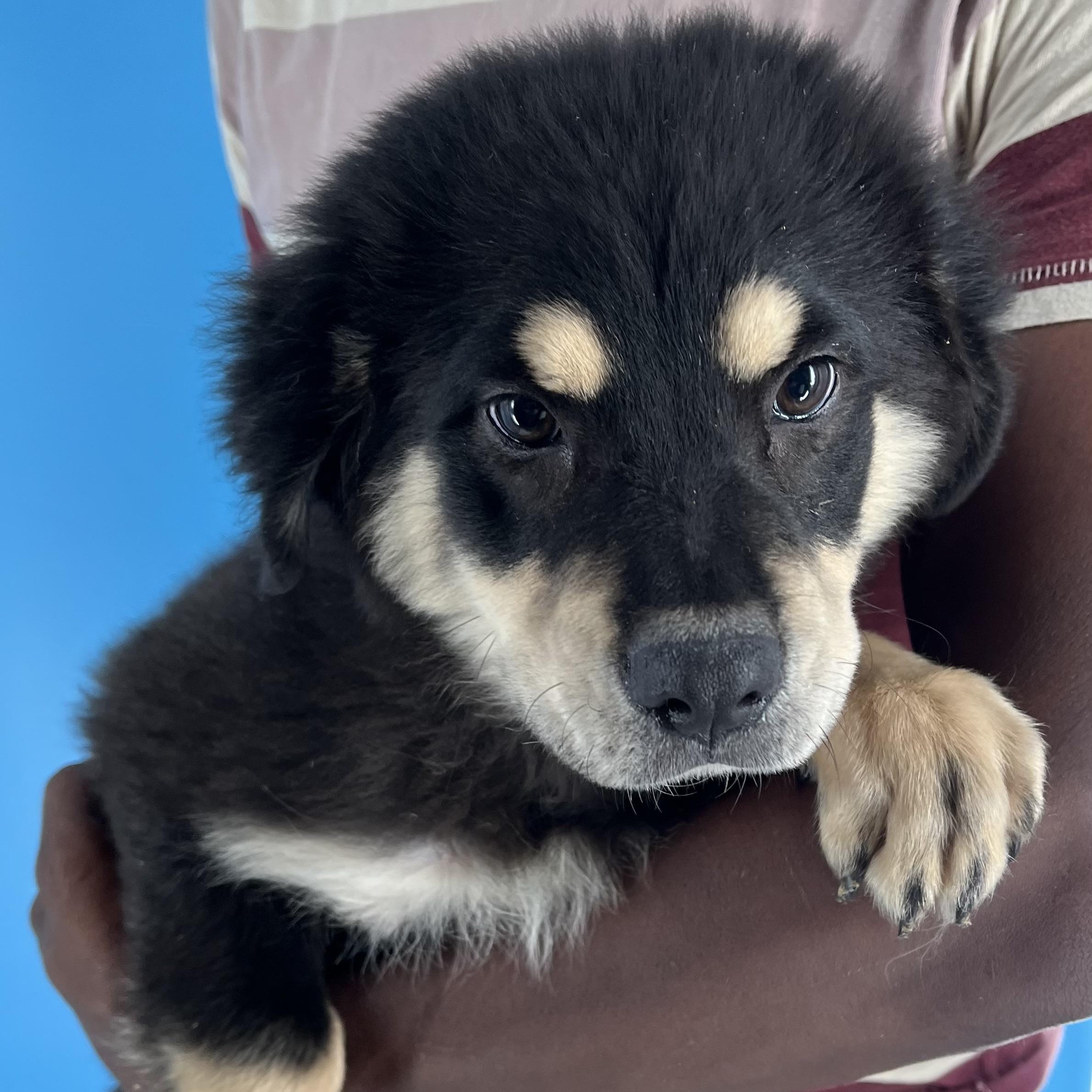 Quamie - Local Aug 22-24, Baby Female unknown