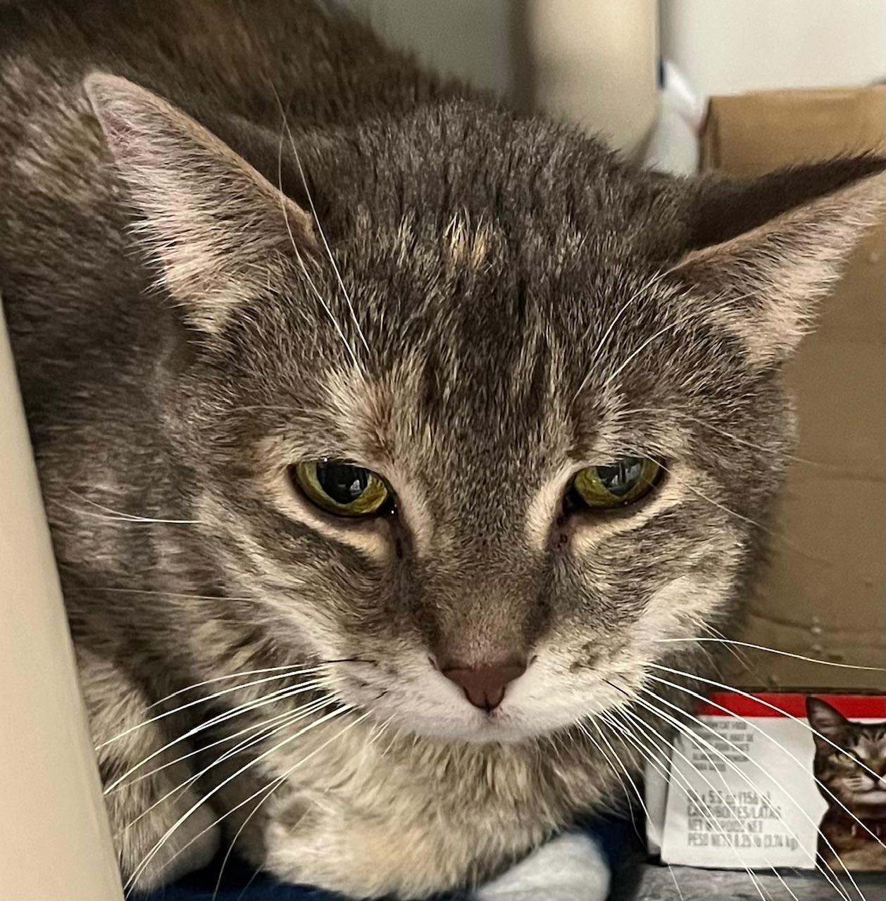 Chantilly, ADOPTABLE, Adult Female Domestic Short Hair.