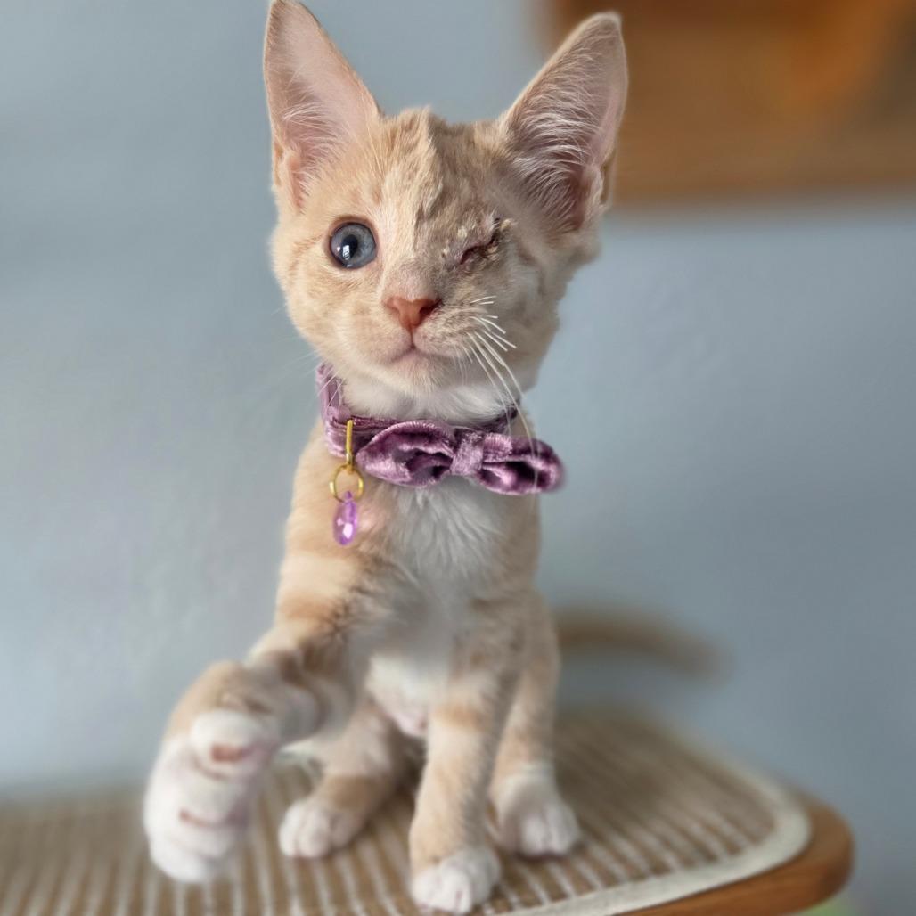 Enlarge Poppy, a Adoptable Domestic Short Hair in Lutz, FL image 1/4