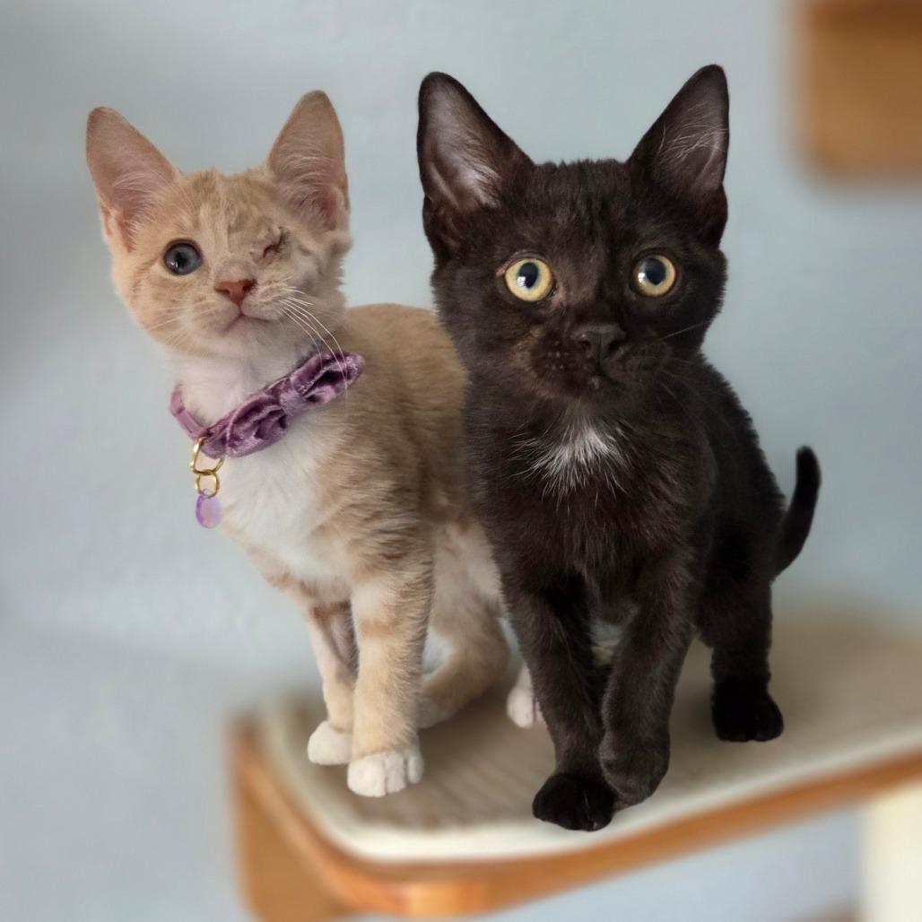 Enlarge Poppy, a Adoptable Domestic Short Hair in Lutz, FL image 2/4