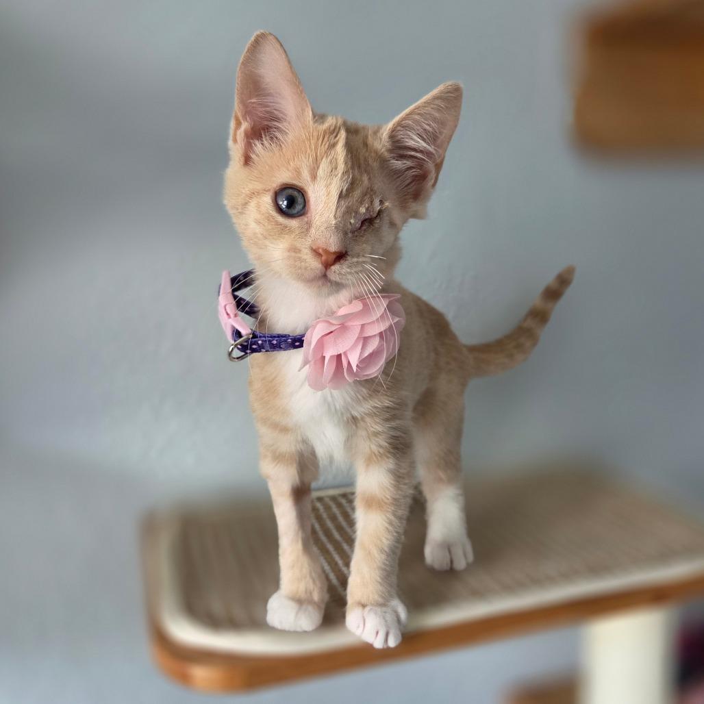 Enlarge Poppy, a Adoptable Domestic Short Hair in Lutz, FL image 3/4