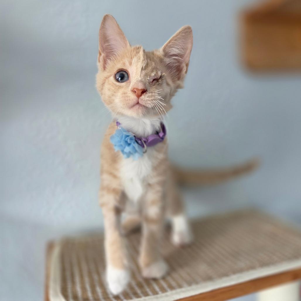 Enlarge Poppy, a Adoptable Domestic Short Hair in Lutz, FL image 4/4