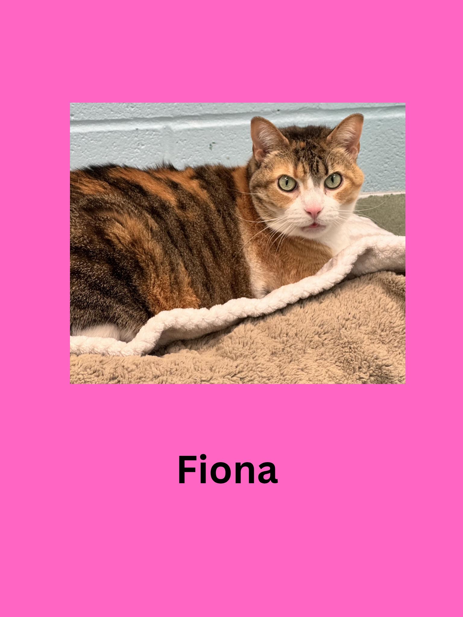 Fiona, ADOPTABLE, Adult Female Domestic Short Hair.