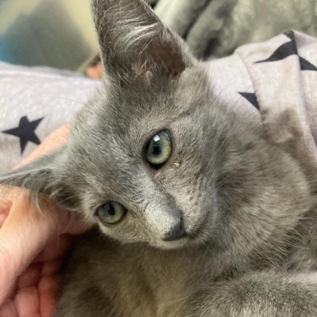 Peanut Butter, Adoptable, Kitten Female Domestic Medium Hair.
