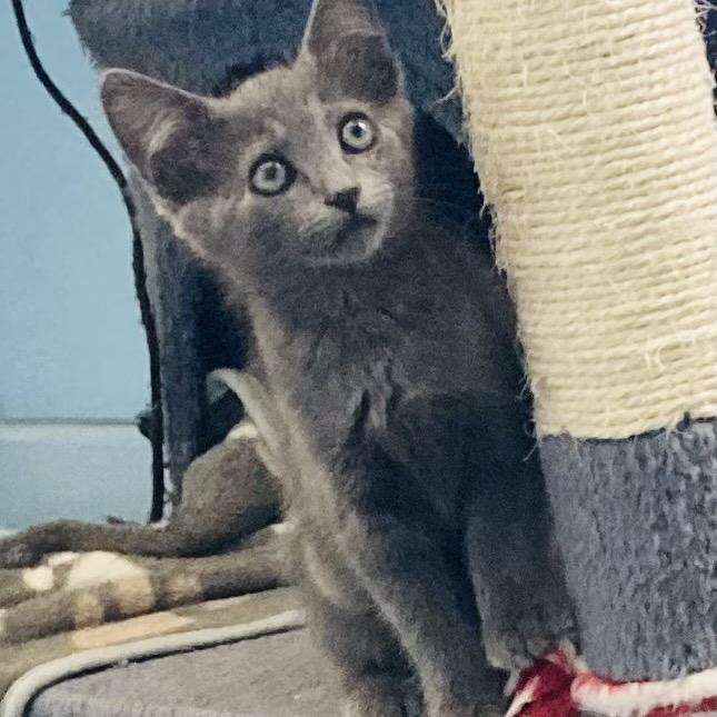 Enlarge Peanut Butter, a Adoptable Domestic Medium Hair in Riverside, CA image 2/5