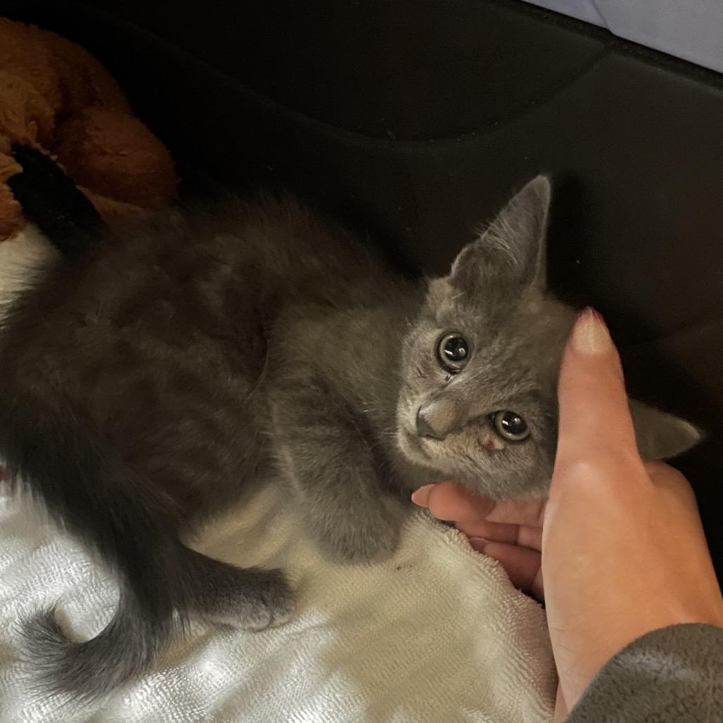 Enlarge Peanut Butter, a Adoptable Domestic Medium Hair in Riverside, CA image 3/5