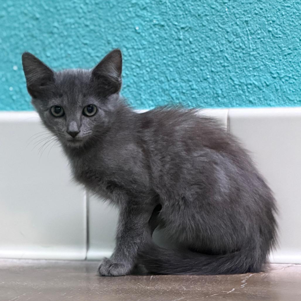 Enlarge Peanut Butter, a Adoptable Domestic Medium Hair in Riverside, CA image 4/5