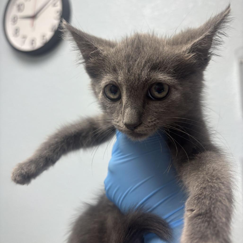 Enlarge Peanut Butter, a Adoptable Domestic Medium Hair in Riverside, CA image 5/5