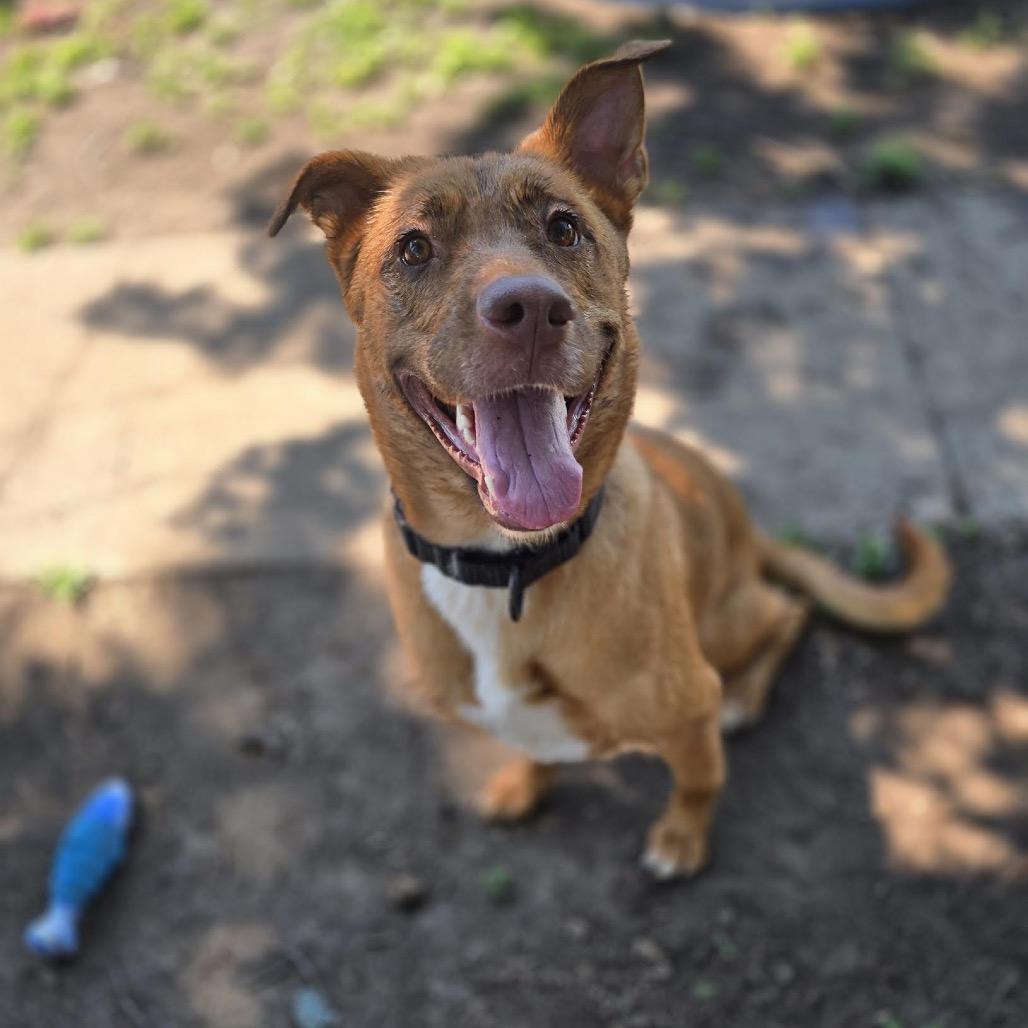 Enlarge Abigail D10847, a Adoptable mixed breed in Princeton, MN image 1/6