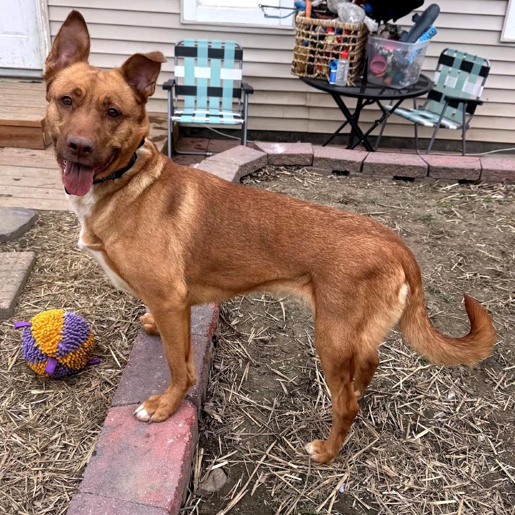 Enlarge Abigail D10847, a Adoptable mixed breed in Princeton, MN image 2/6
