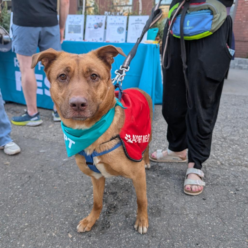 Abigail D10847, Adoptable, Adult Female Labrador Retriever & Shepherd.