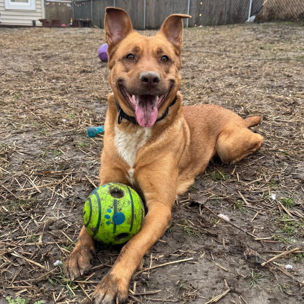 Enlarge Abigail D10847, a Adoptable mixed breed in Princeton, MN image 4/6