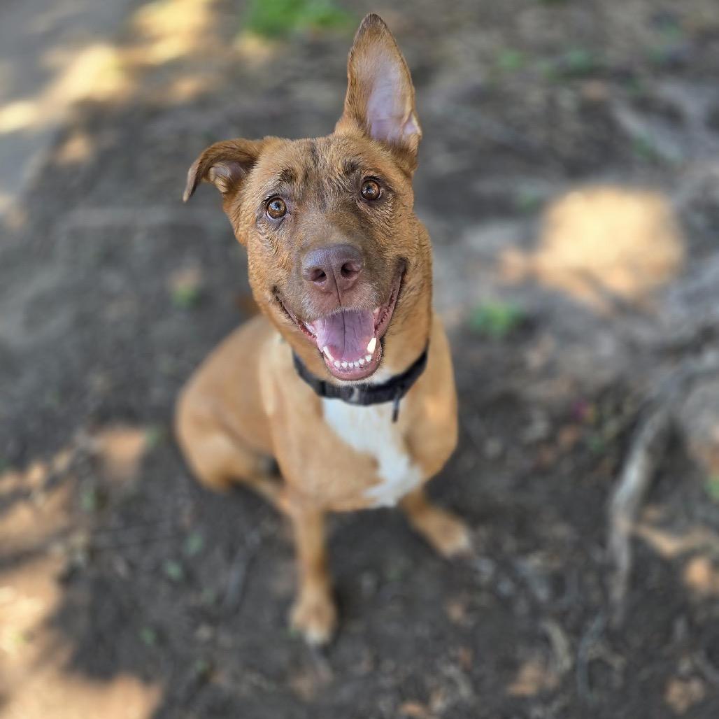 Enlarge Abigail D10847, a Adoptable mixed breed in Princeton, MN image 5/6