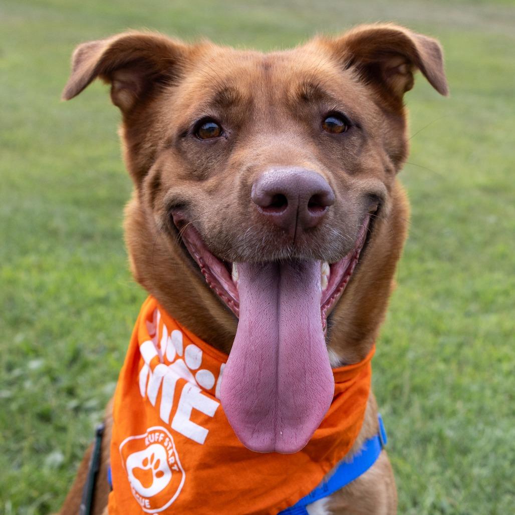 Abigail D10847, a Adoptable mixed breed in Minneapolis, MN image 1/5
