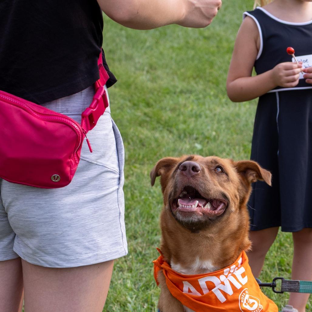 Abigail D10847, a Adoptable mixed breed in Minneapolis, MN image 2/5