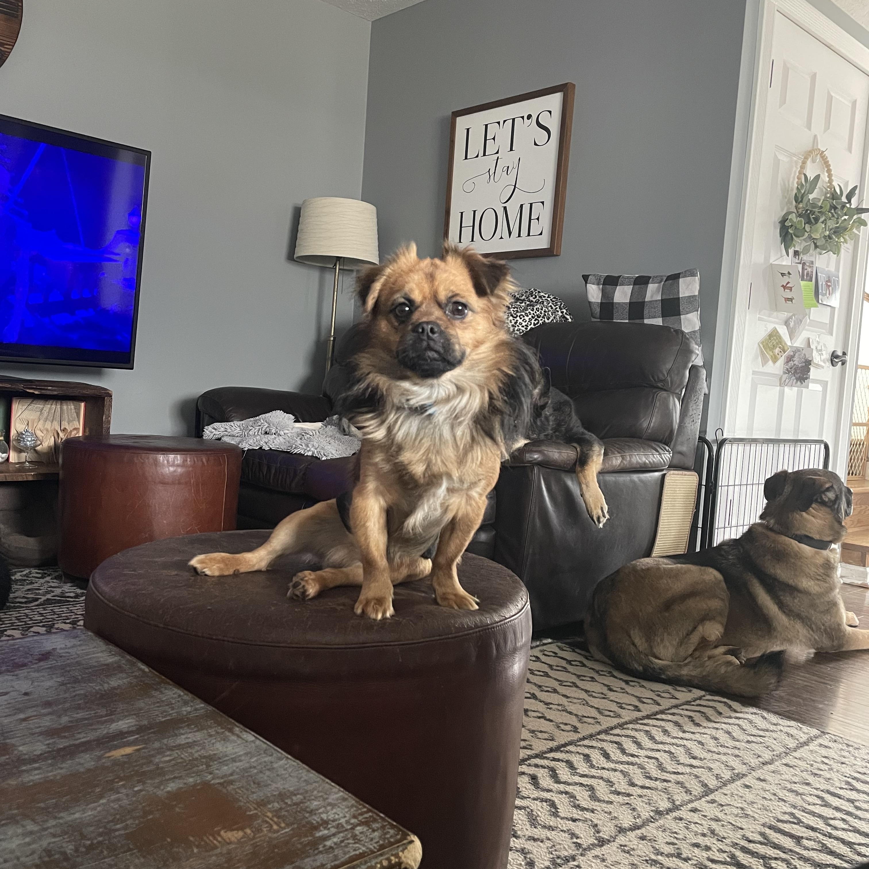 Enlarge Louie, an adopted mixed breed in East Lansing, MI image 1/4