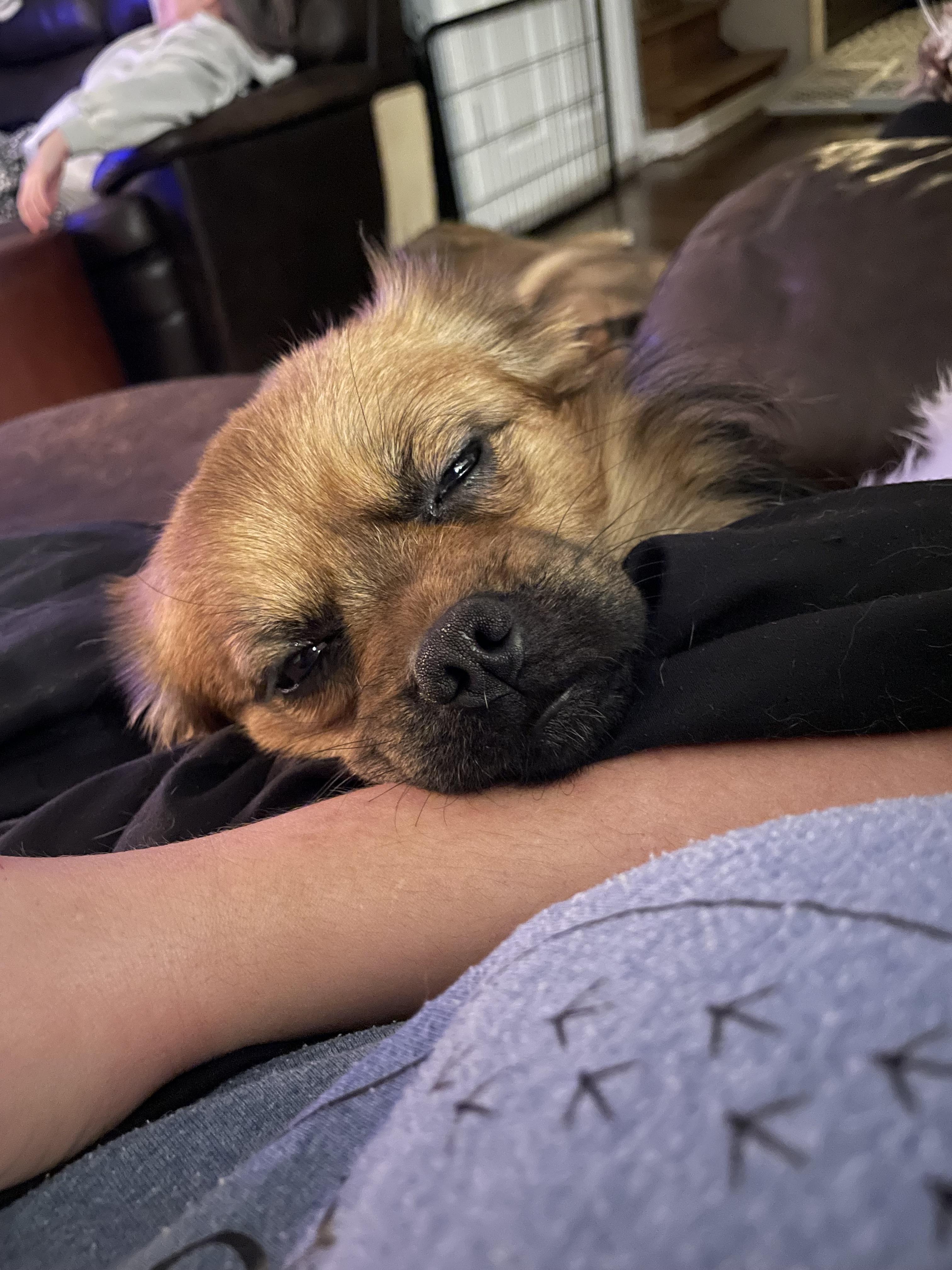 Enlarge Louie, an adopted mixed breed in East Lansing, MI image 3/4