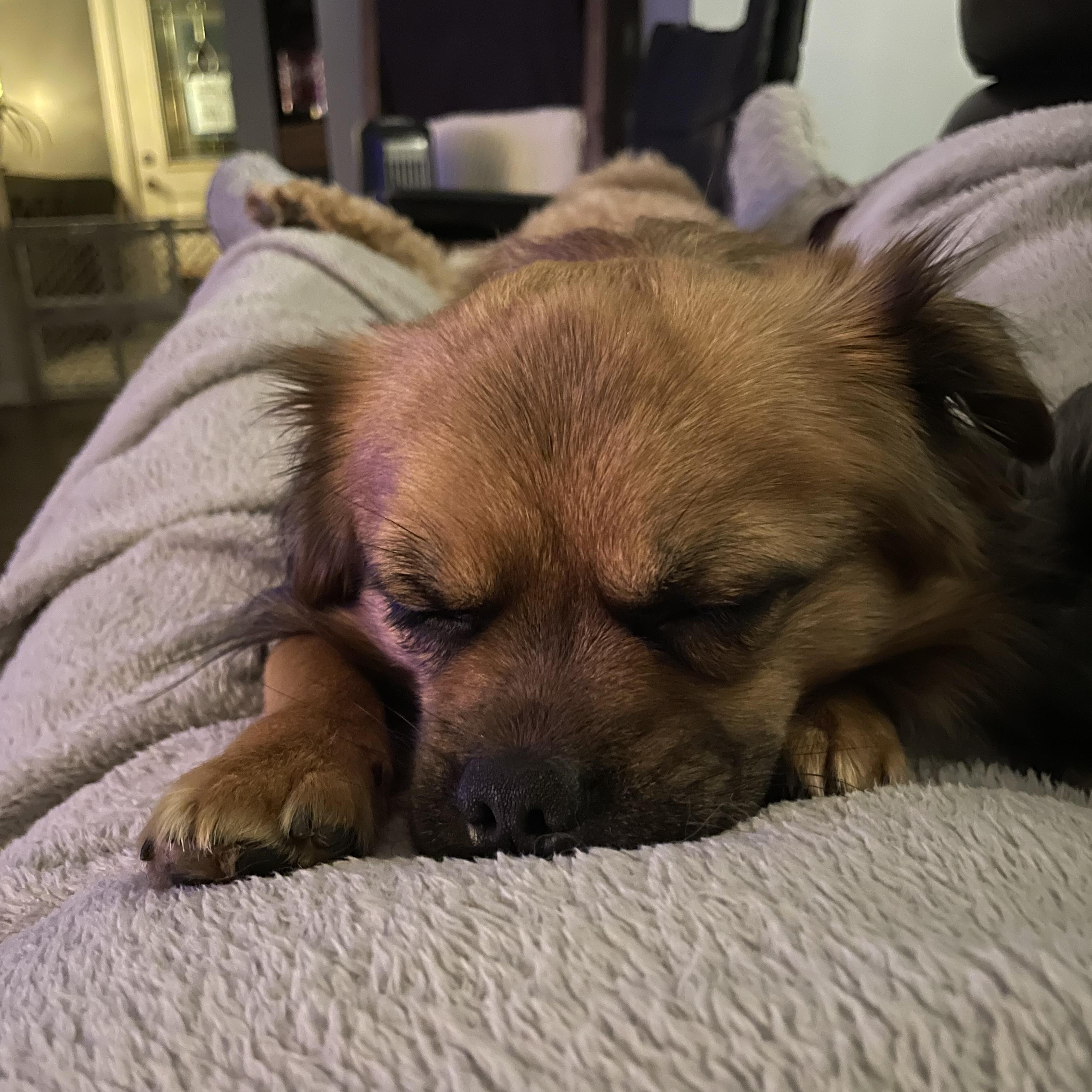 Enlarge Louie, an adopted mixed breed in East Lansing, MI image 4/4