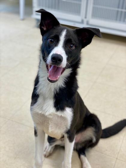 Terry, Adoptable, Puppy Male Mixed Breed & Mixed Breed.