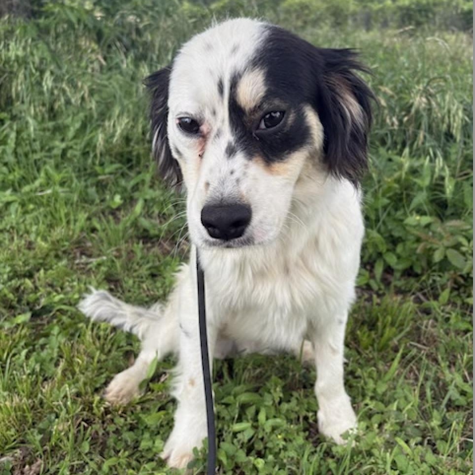 Enlarge Tilbury, a Adoptable mixed breed in spokane, WA image 4/5
