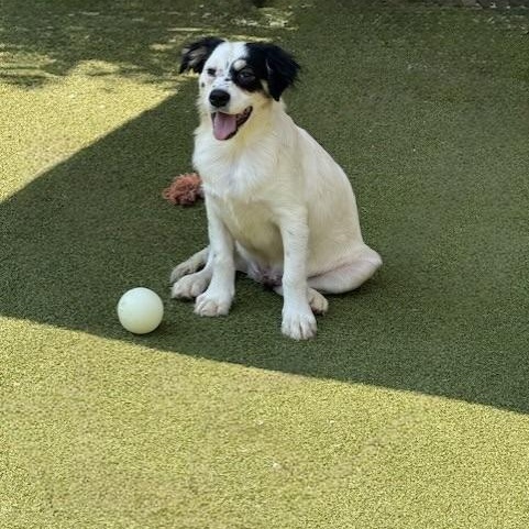 Enlarge Tilbury, a Adoptable mixed breed in spokane, WA image 1/5