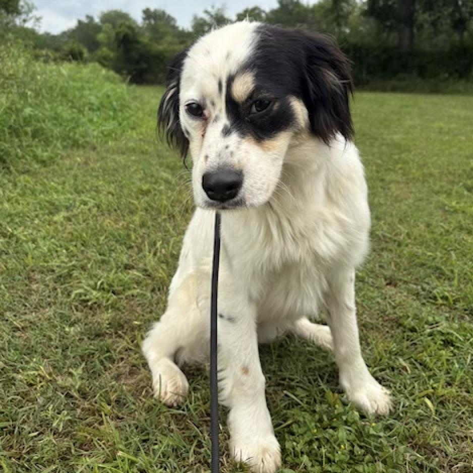 Enlarge Tilbury, a Adoptable mixed breed in spokane, WA image 5/5