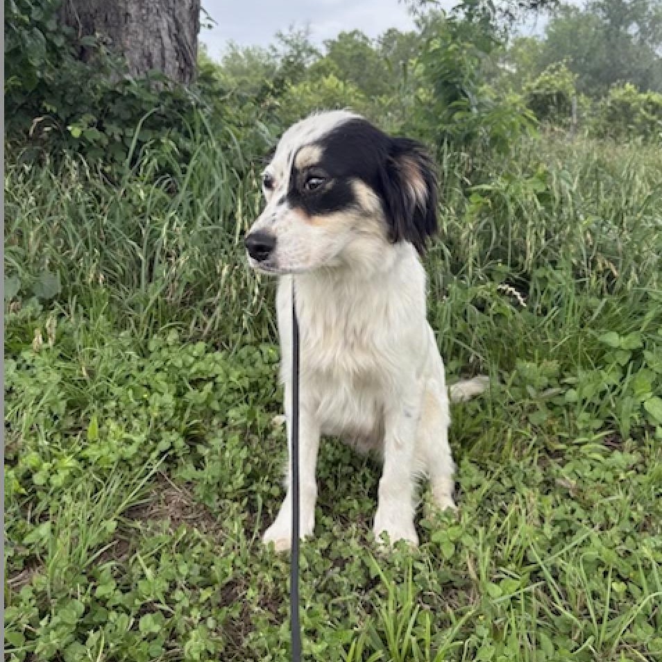 Enlarge Tilbury, a Adoptable mixed breed in spokane, WA image 2/5