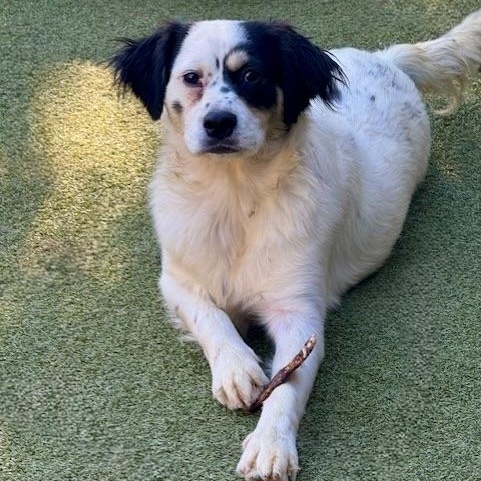 Enlarge Tilbury, a Adoptable mixed breed in spokane, WA image 3/5