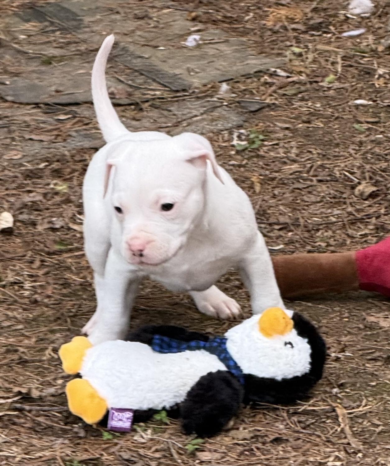 Enlarge Andy, an adopted mixed breed in Bedford, VA image 3/5