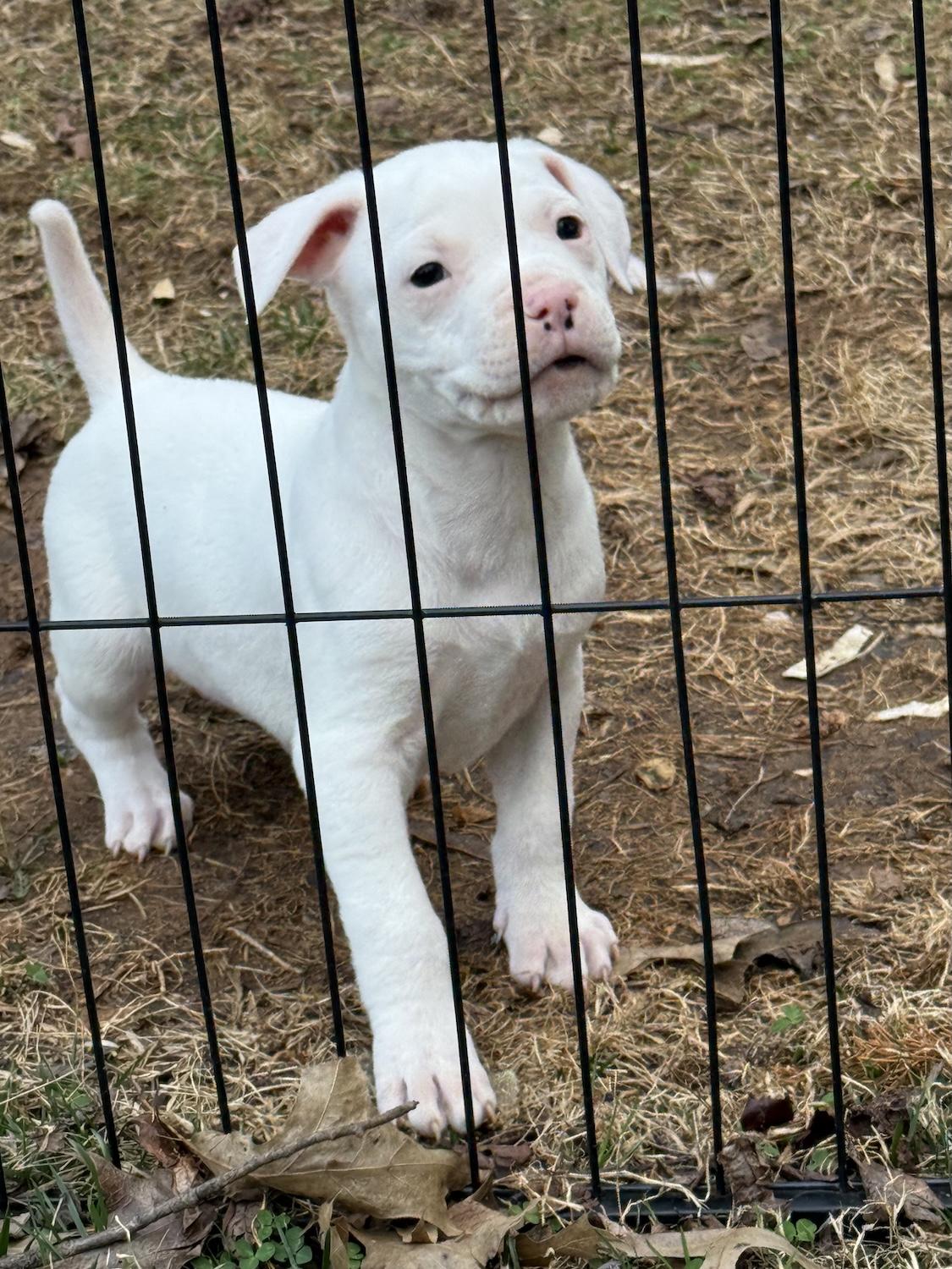 Enlarge Andy, an adopted mixed breed in Bedford, VA image 5/5