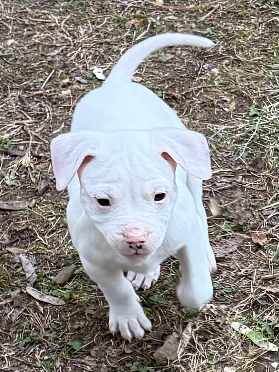 Enlarge Andy, an adopted mixed breed in Bedford, VA image 4/5