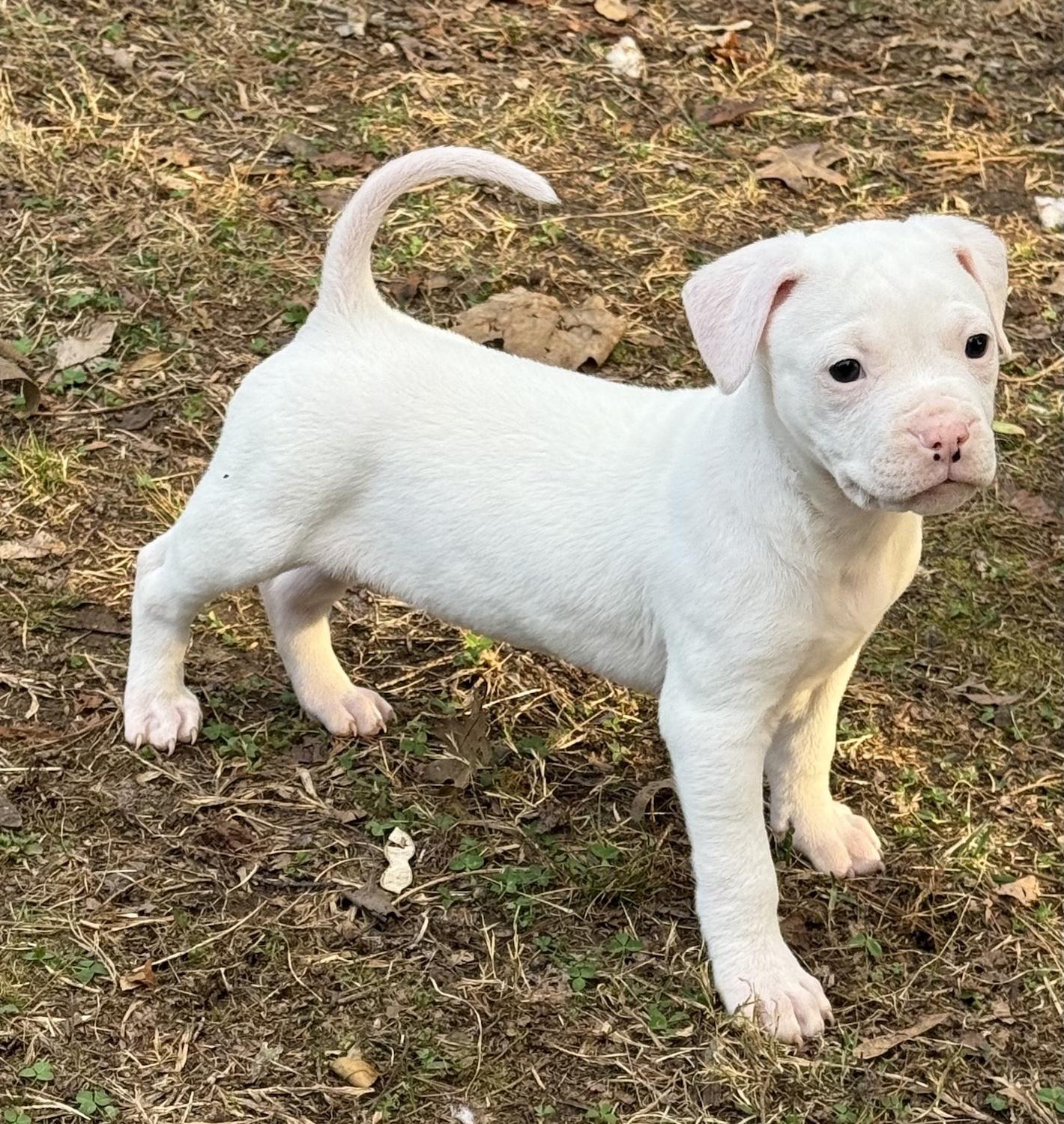 Enlarge Andy, an adopted mixed breed in Bedford, VA image 2/5